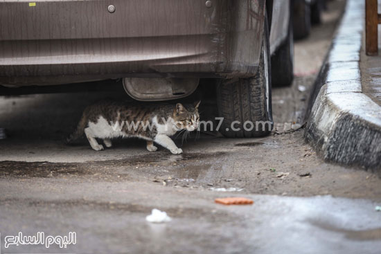 اليوم السابع -1 -2016