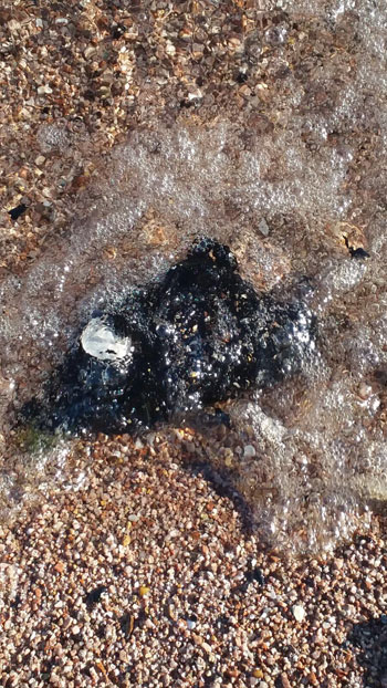 انتشار بقعة زيت بشواطئ نويبع (1)