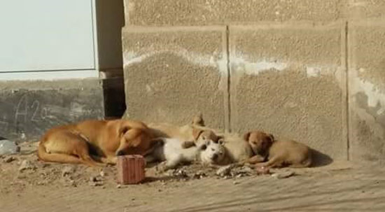 صحافة المواطن، صور وابعت، الكلاب الضالة، زهراء مدينة نصر (3)