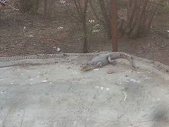 وكر الدكش بالجعافرة (3)