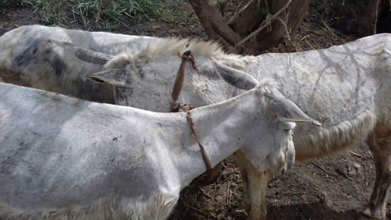 المضبوطات-(1)