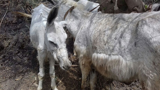 المضبوطات-(2)