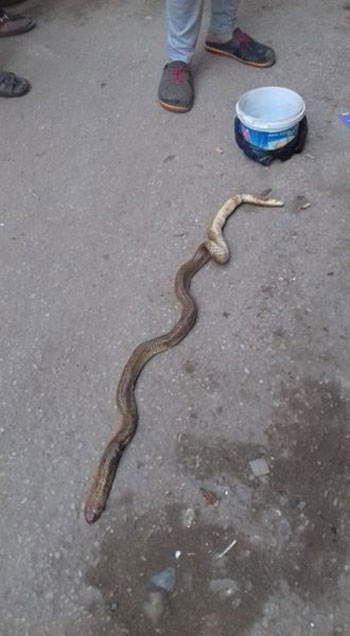 ازالة المبانى الآيلة للسقوط بفوه بكفر الشيخ (1)