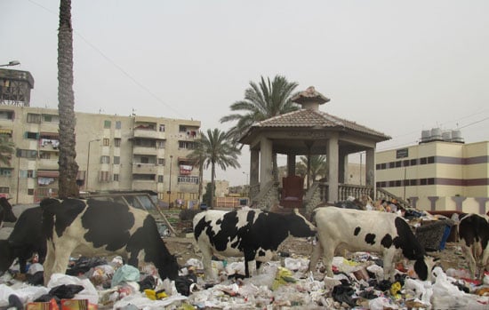 المواشى تأكل من الزبالة كالخنازير بحى الزهور الصورة رقم  -اليوم السابع -7 -2015