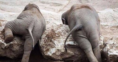 أجمل اللقطات الخاصة للحيوانات