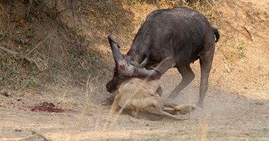 بالصور.. معركة دموية بين "ثور" و"أسد" فى زامبيا تنتهى بهزيمة ملك الغابة