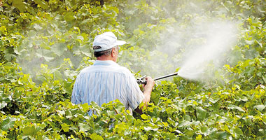 كارثة.. 2500 مرض يصيب الزراعة بسبب المبيدات المضروبة