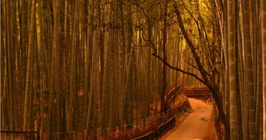 جولة ساحرة فى أحضان غابات الخيزران اليابانية