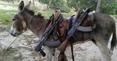 "داعش" تفخخ القطط وتجند الحمير والأحصنة
