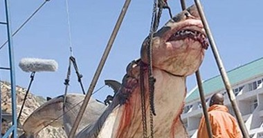 ظهور سمكة قرش تزن 15 طنا فى شواطئ باكستان