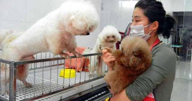 فندق بالصين يقدم عروضا للاهتمام بالحيوانات الأليفة الخاصة بالسائحين