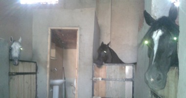 محافظة القاهرة: تجهيز أماكن مؤقتة للخيول بنادى الشمس بعد هدم اسطبلات النزهة