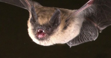 بالفيديو.. أسبانيا تلجأ للخفافيش للقضاء على البعوض الناقل لزيكا