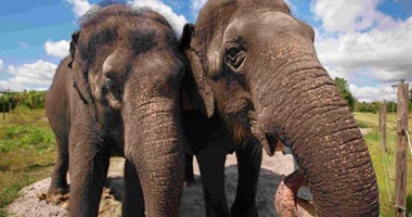 بتسوانا ترفع الحظر على صيد الأفيال