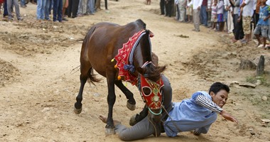 بالصور ..حصان يهاجم مواطن كمبودى فى احتفالات بمهرجان للخيل والجاموس