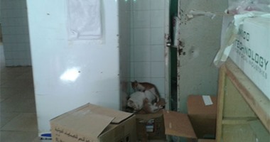 صحافة المواطن.. قارئ يشارك بصور للقطط داخل مستشفى المنزلة المركزى بالدقهلية