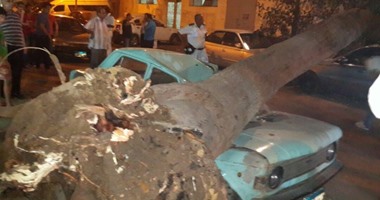 تهشم سيارة ملاكى إثر سقوط شجرة عليها بمنطقة الهرم 