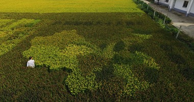 بالصور.. مزارع يرسم خريطة الصين بـ20 نوع مختلف من الأرز فى مزرعته بشنغهاى