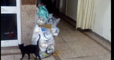 صحافة المواطن.. بالصور.. القطط تحتل مستشفى الجامعة التخصصى بالإسكندرية