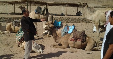 بدء حملة تحصين الماشية ضد الحمى القلاعية وحمى الوادى المتصدع بجنوب سيناء