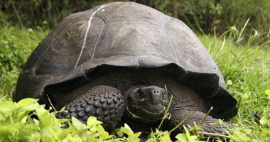 اكتشاف نوع جديد من السلاحف العملاقة فى جزر جلاباجوس