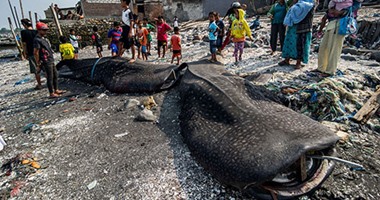 عن طريق الخطأ.. اصطياد سمكتين عملاقتين من النوع المهدد بالانقراض بإندونيسيا