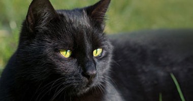 القطة السوداء حلوة وشقية.. اختار الجميلة السوداء واحتفل معها بيومها الوطنى