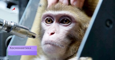 بالفيديو..علماء روس يدربون القرود استعدادا لإرسالهم للمريخ عام 2017