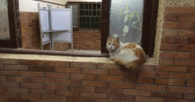 بالصور.. القطط بدل الناخبين داخل لجان مدرسة النصر والوفاء والأمل بالهرم