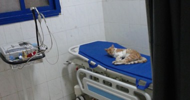 "صحافة المواطن": قطة على سرير المرضى بغرفة نبض القلب بمستشفى مطروح العام