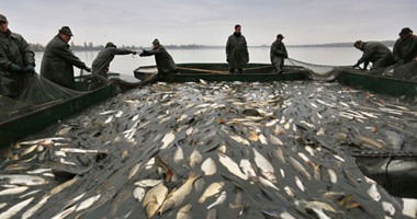 القانون يحظر بيع الأسماك فى داخل البحيرات.. اعرف الضوابط