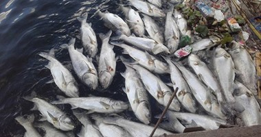 بالصور.. انتشال 2000 كيلو من الأسماك النافقة بنهر النيل برشيد وإعدامها