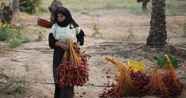 بالصور.. مزارعو الوادى الجديد يطلبون مقابلة السيسى لإنهاء أزمة محصول البلح