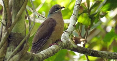 بالصور.. سافر بعينك وعيش لحظات طبيعية مع أندر الطيور فى غابات جنوب الفلبين
