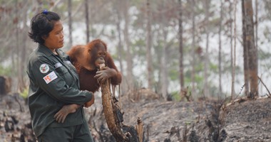 إندونيسيا تحقق فى قتل أحد حيوانات إنسان الغاب المهدد بالانقراض