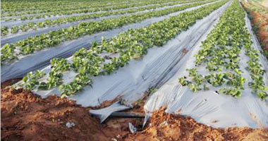 مزارعو البنجر فى دمياط يطالبون برفع سعر الطن 100 جنيه أسوة بقصب السكر