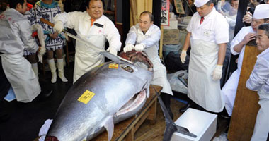 بيع سمكة تونة بـ1.38 مليون يورو فى مزاد باليابان