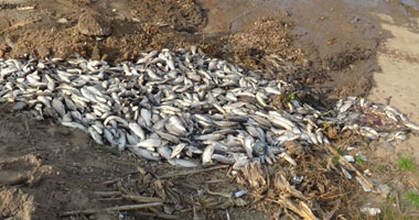 نفوق كميات كبيرة من الأسماك فى فرع رشيد بسبب تلوث مياه النيل 
