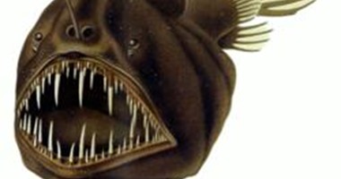 بالفيديو..علماء يتمكنون من العثور على "سمكة الشيطان" فى خليج مونتيرى