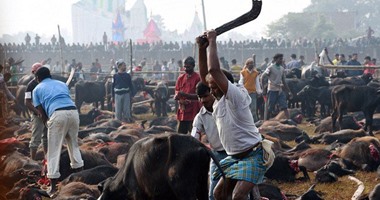 وفاة 3 أشخاص فى أكبر مهرجان للتضحية بالحيوانات فى نيبال