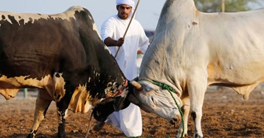 بالصور.. "الشراسة" شعار مهرجان مصارعة الثيران الشعبى فى الإمارات
