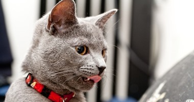 بالصور.. "إكسسوارات القطط" تجملها وتجنبها الأمراض والضياع