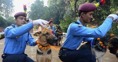 بالصور.. تكريم كلاب الشرطة فى مهرجان "تيهال" فى نيبال اعترافا بدورهم
