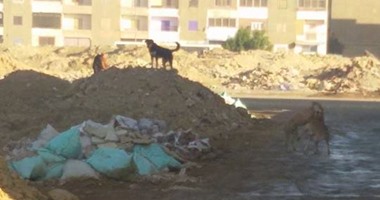 صحافة المواطن..قارئ يطالب بتمهيد الطرق حول مدرسة على طريق مصر السويس