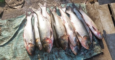 تموين أسيوط تضبط 40 كيلو أسماك مملحة خلال حملة بمركز القوصية