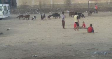 بالصور.. مركز شباب "سنهرة" بالقليوبية مرتع للأغنام والماشية ومقلب للقمامة