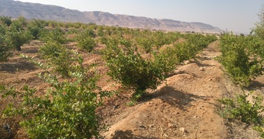مركز أبحاث الصحراء: نعمل على إنجاز البرنامج الوطنى لمكافحة التصحر