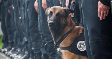 شرطة فرنسا تعلن مقتل "ديزل" أكفأ كلب فى الخدمة خلال عمليات سان دونى