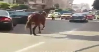 صحافة المواطن.. بالفيديو.. حصان يلتزم بإشارات المرور فى الإسكندرية