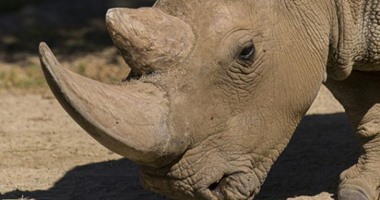 نفوق "نولا" إحدى آخر 4 حيوانات فى العالم من سلالة وحيد القرن الأبيض 